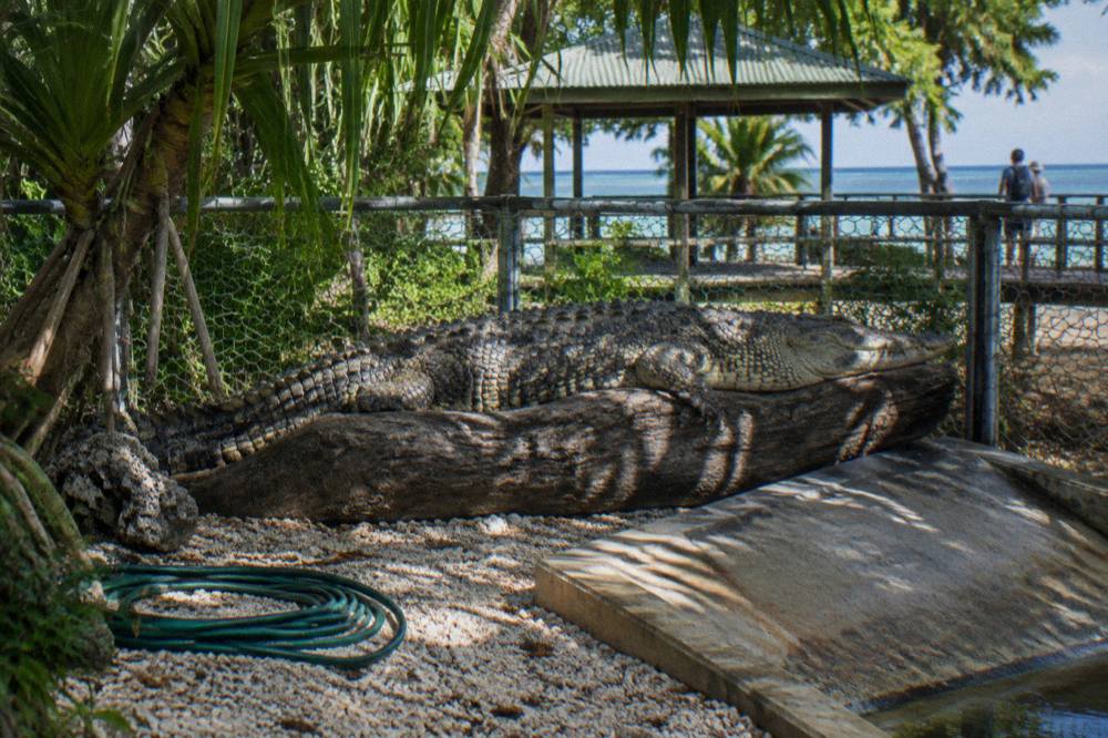 A large saltwater crocodile resting on a log inside a fenced wildlife enclosure surrounded by tropical planting