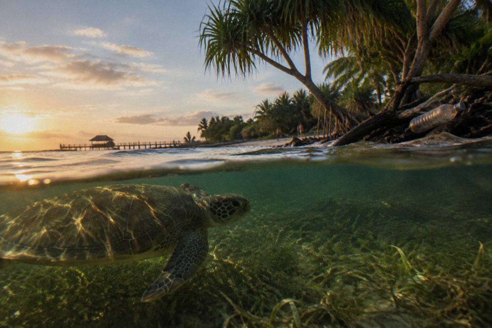 A green sea turtle gliding over a shallow seagrass bed near a tropical island shoreline