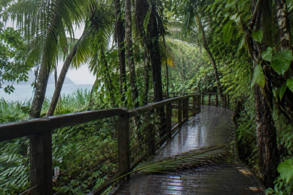 Rainforest boardwalk path curving through dense green palm shade on a small island