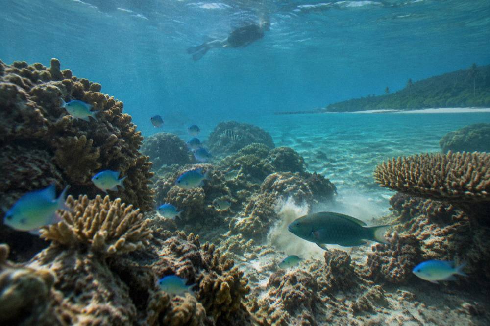 Tropical fish swimming over a shallow coral reef flat beside an island beach
