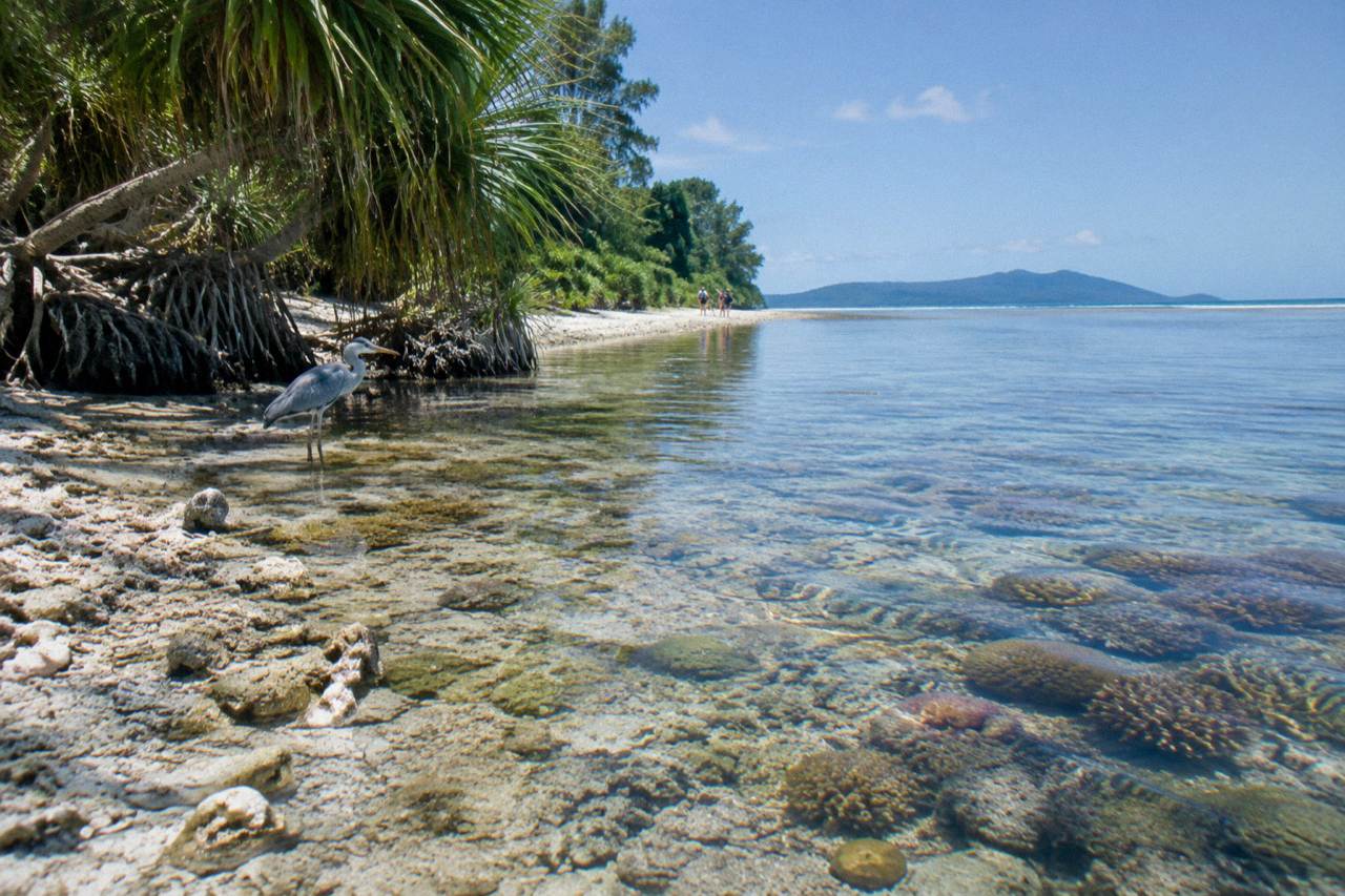 Coral and clear shallow water along the shoreline of a tropical island reef flat