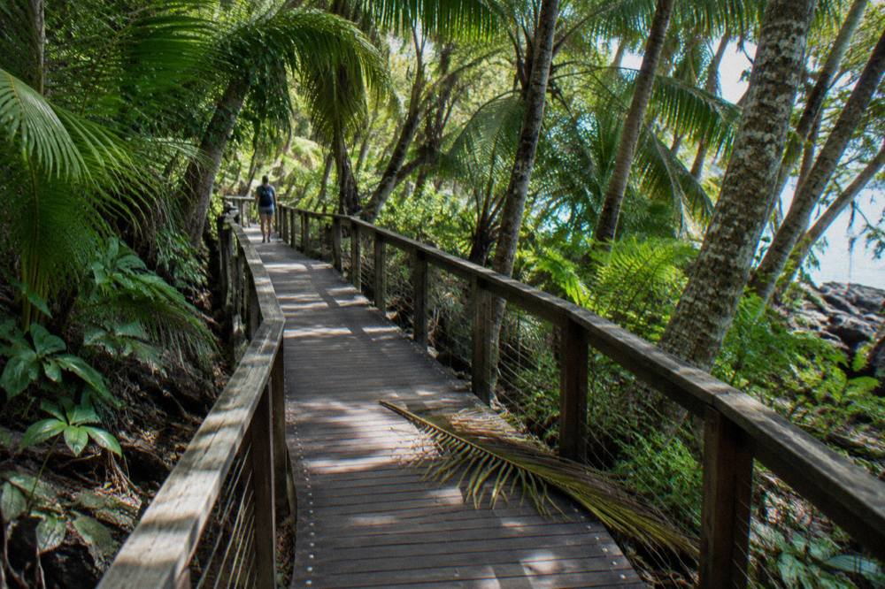 A timber boardwalk passing through dense rainforest foliage on a small coral cay