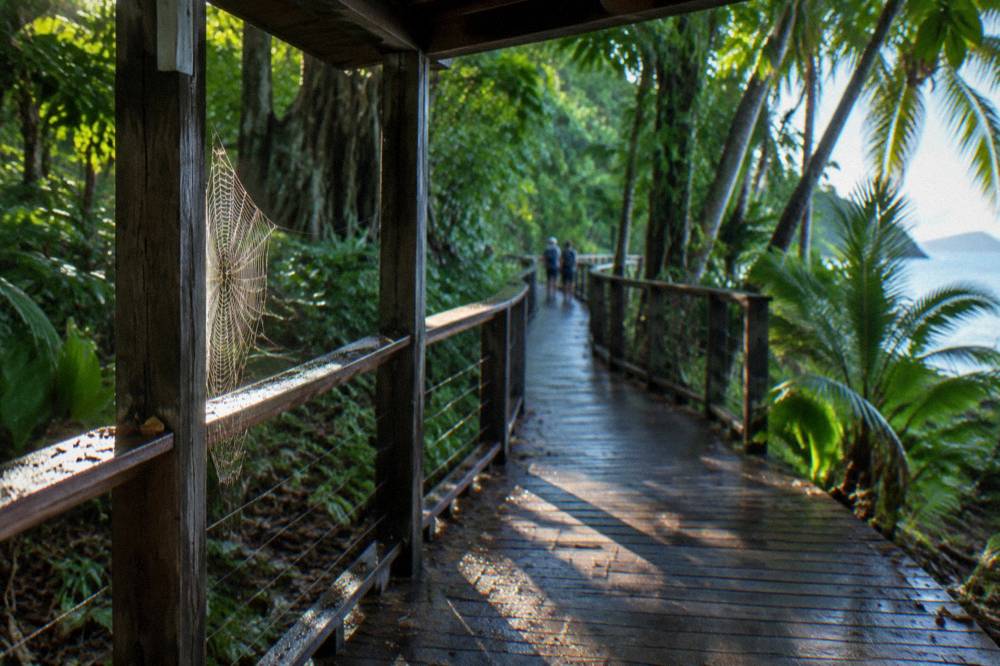 A wooden boardwalk curving through dense tropical rainforest with filtered sunlight