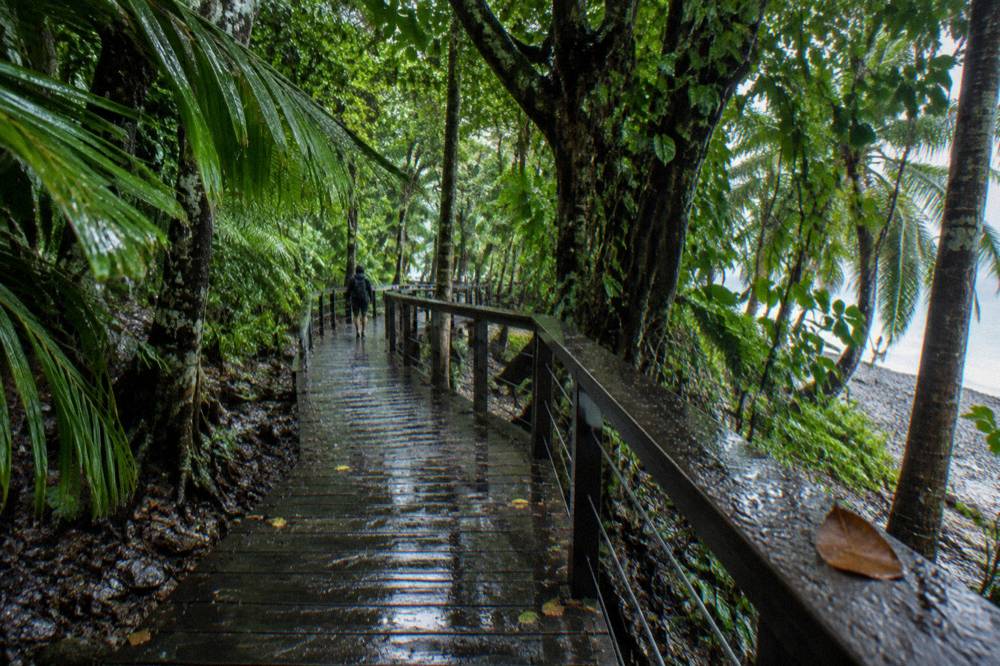 A rainforest boardwalk path through dense green tropical vegetation on a coral cay