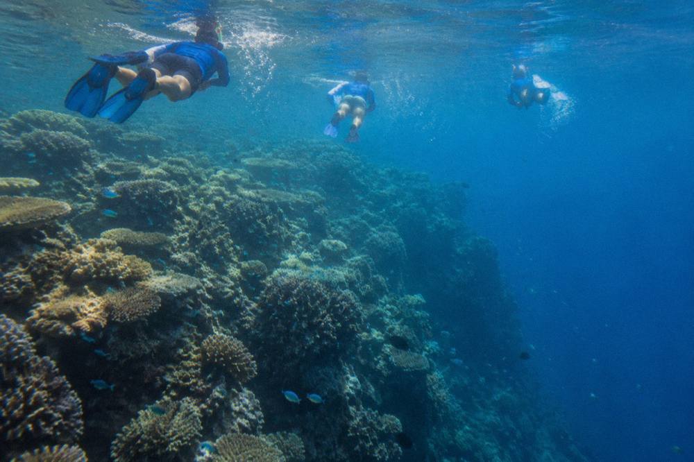 Snorkellers swimming above colourful coral and fish at the outer reef