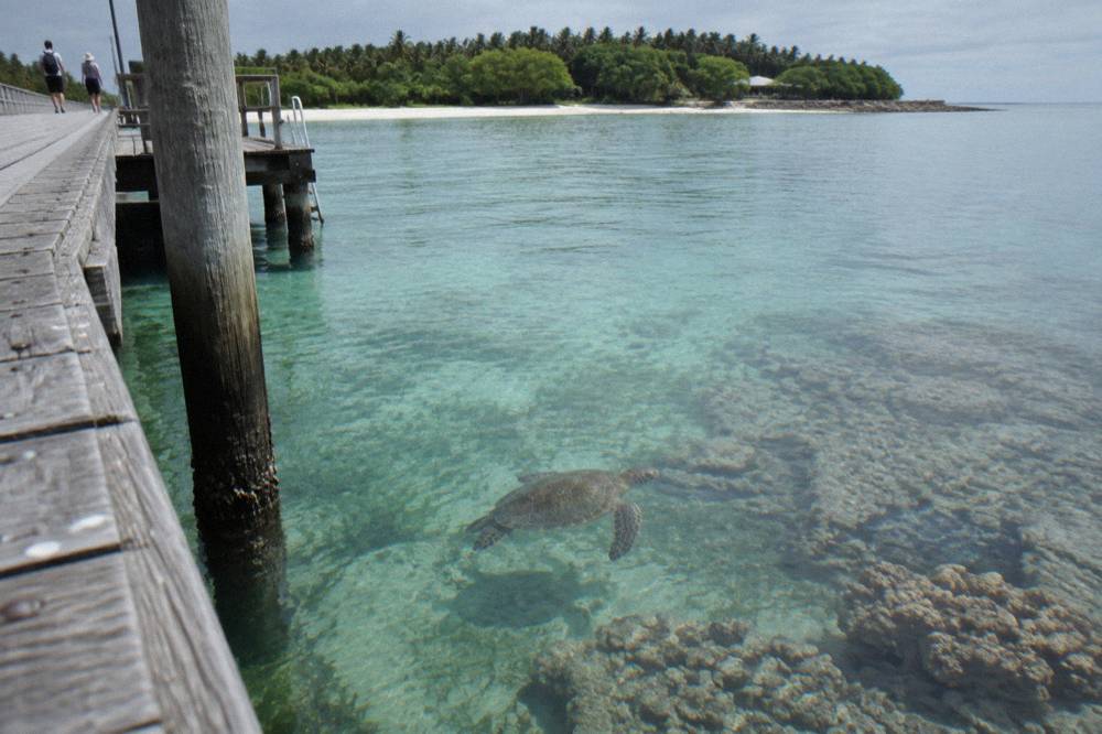 A green sea turtle swimming over seagrass near the jetty at Green Island