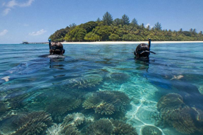 Snorkellers in stinger suits seen from behind floating above a shallow coral reef off Green Island