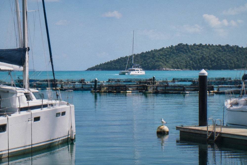 A white catamaran cruising across calm turquoise water toward a green forested island