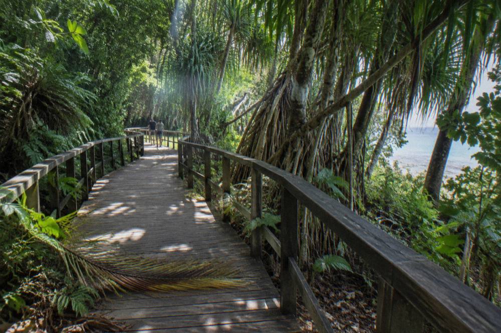 A wooden boardwalk curving through dense rainforest foliage