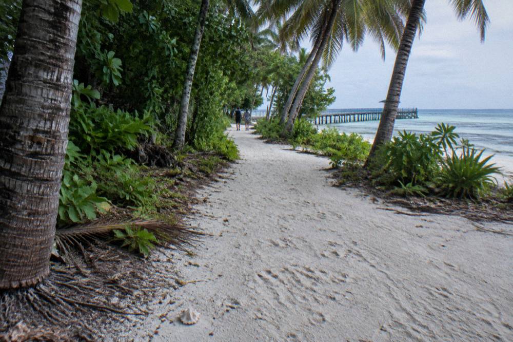 A sandy walking track lined with coconut palms and rainforest trees