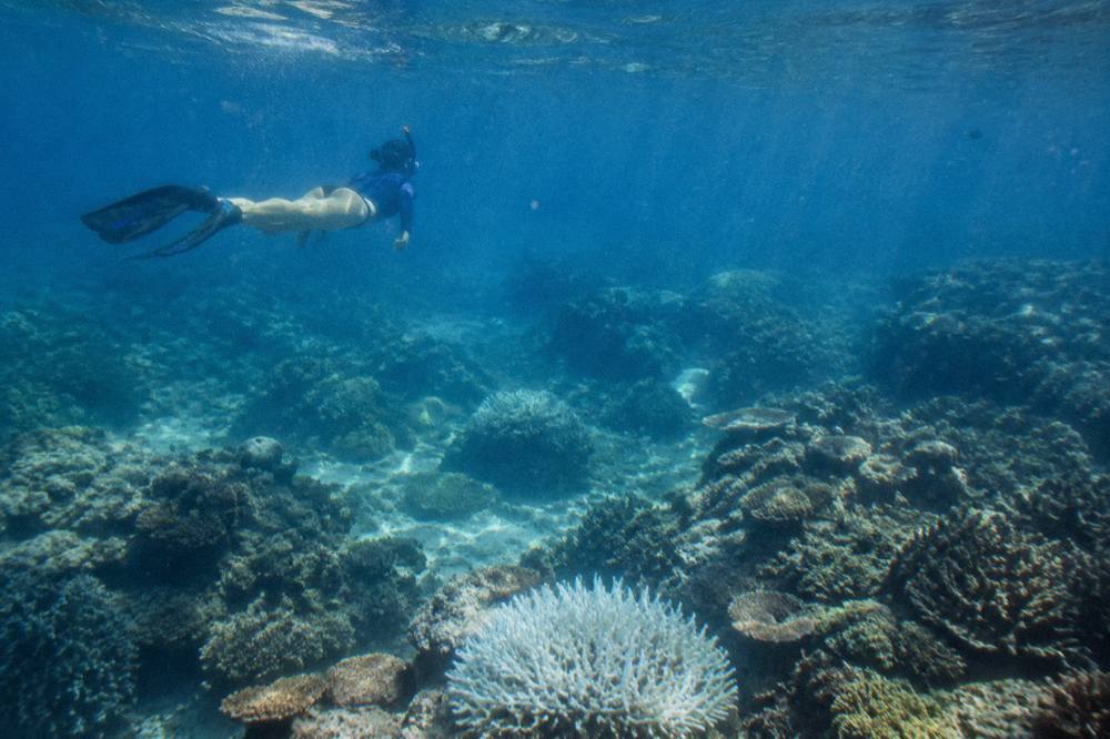 A snorkeller floating above coral heads in clear blue reef water