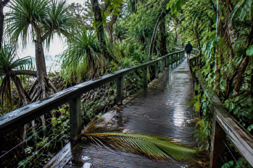 A wooden boardwalk winding through dense rainforest foliage on a coral cay