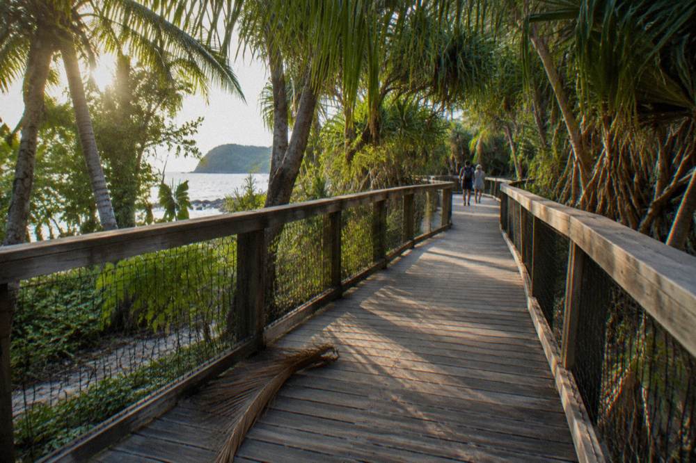 A rainforest boardwalk curving through dense green palm fronds on a small island