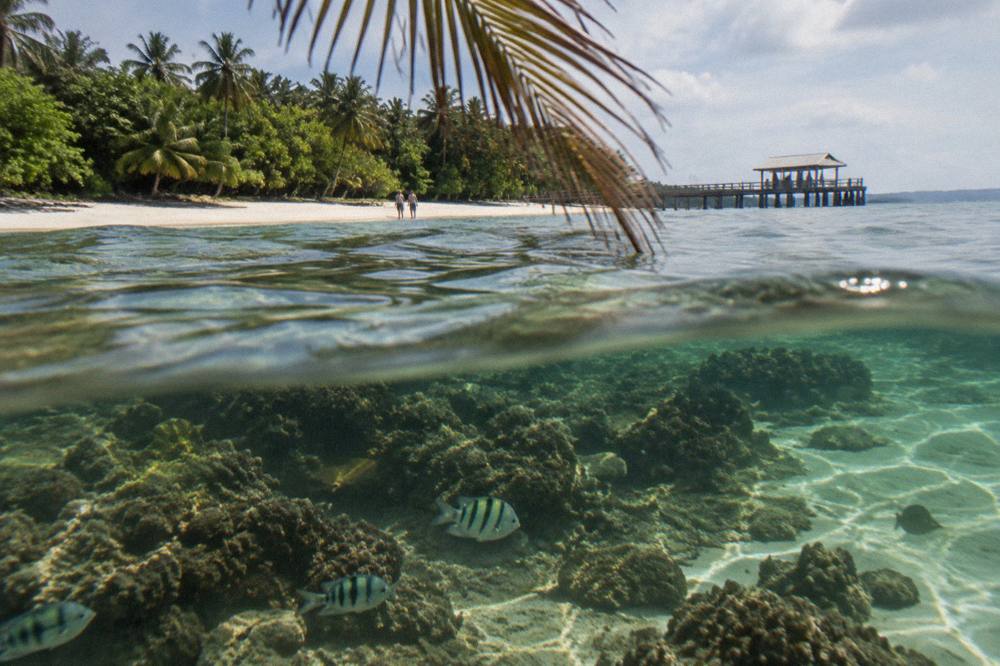 Reef fish swimming over coral bommies in clear water beside an island beach