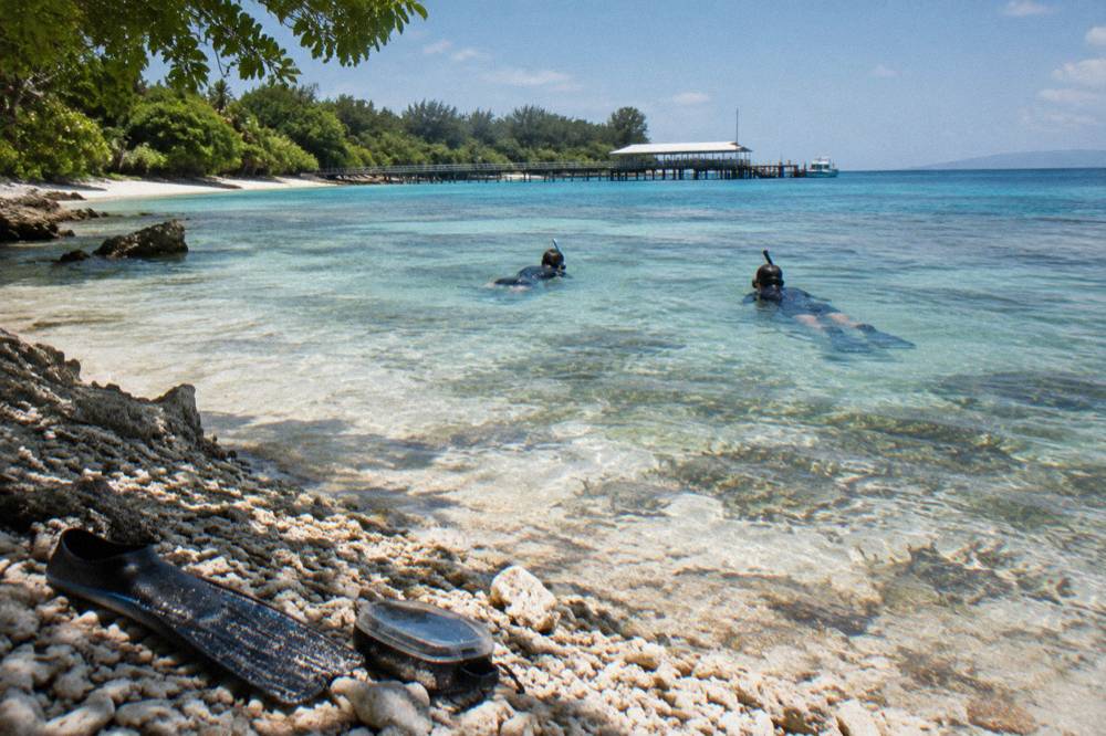 Snorkellers floating over seagrass and coral in calm clear water near an island shoreline