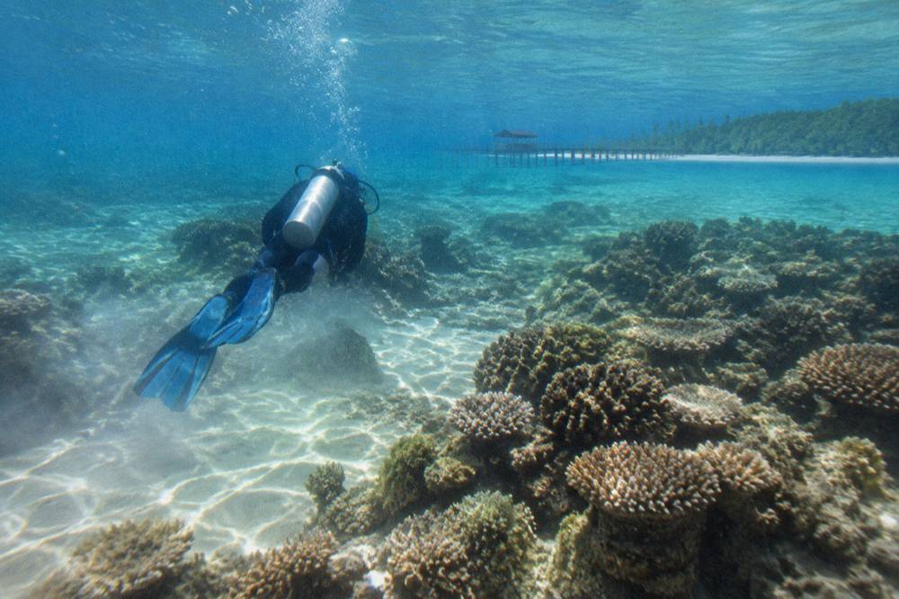 A scuba diver swimming over a coral reef in clear blue water