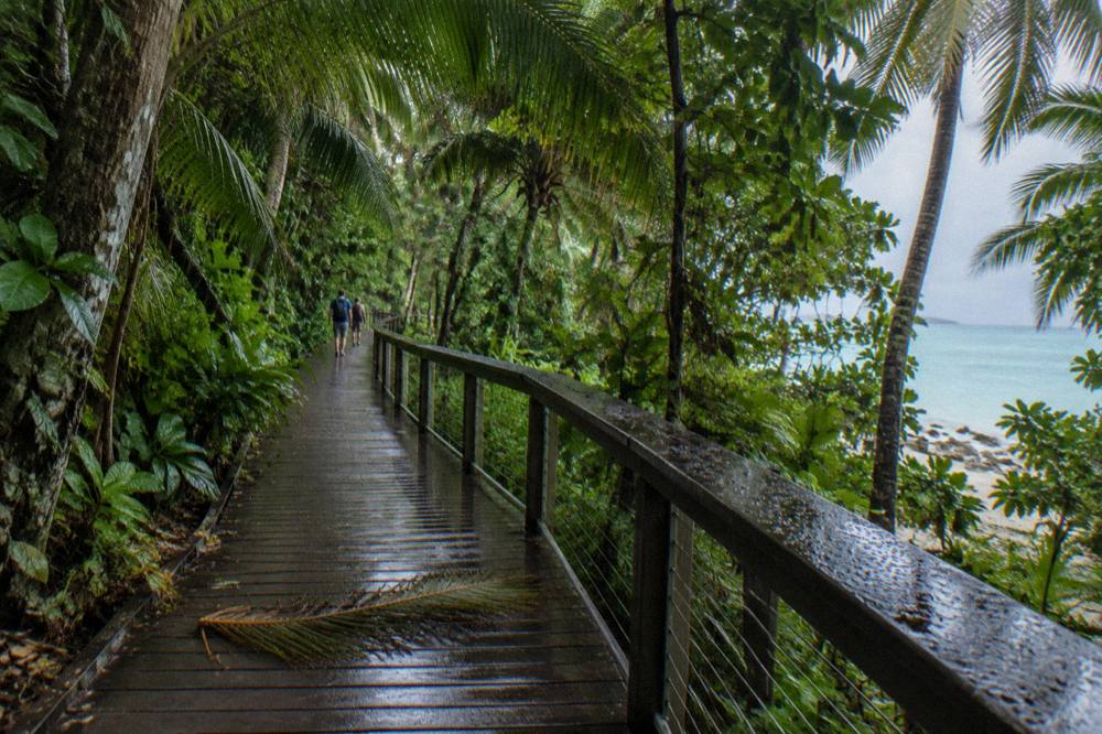 A rainforest boardwalk curving through dense green palm fronds on a coral cay