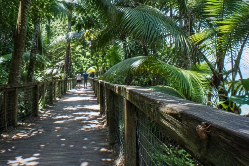 A rainforest boardwalk curving through dense green palm fronds and vine canopy on a tropical island
