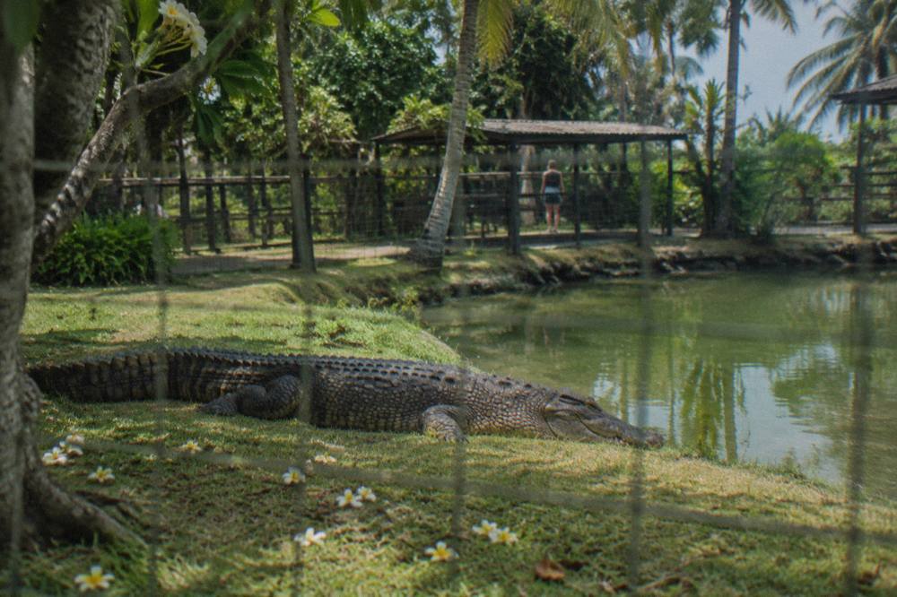 A large saltwater crocodile resting on a grassy bank beside a pond in a tropical wildlife park