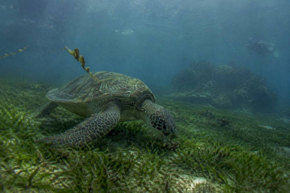 A green sea turtle swimming over shallow seagrass in clear tropical water