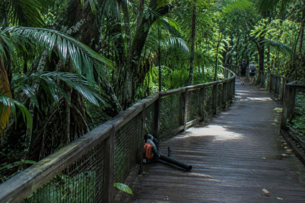 A shaded island boardwalk leading through dense rainforest foliage