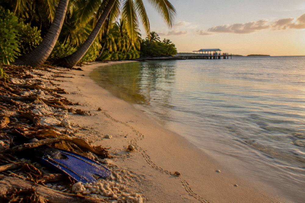 A palm-fringed beach with calm shallow water and a view along a coral sand shoreline