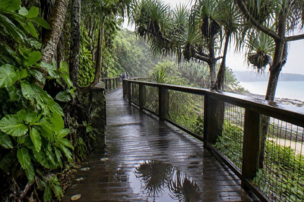Rainforest boardwalk on Green Island with wet green leaves after a shower