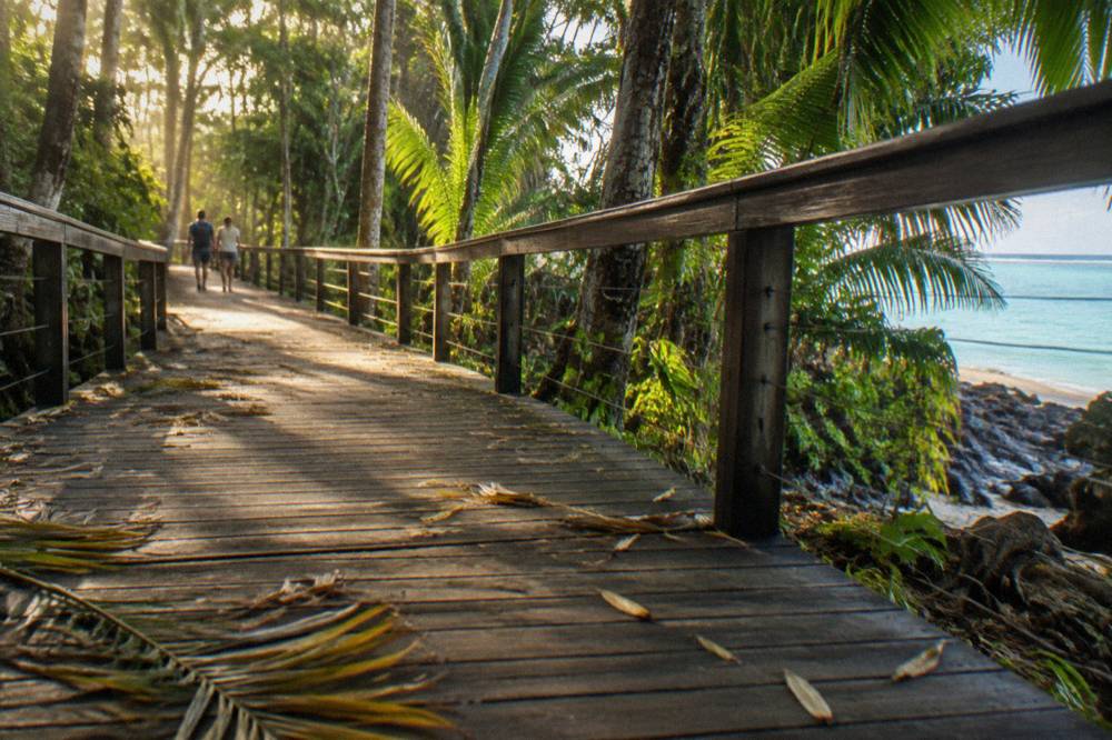 A timber boardwalk curving through dense tropical rainforest with filtered sunlight