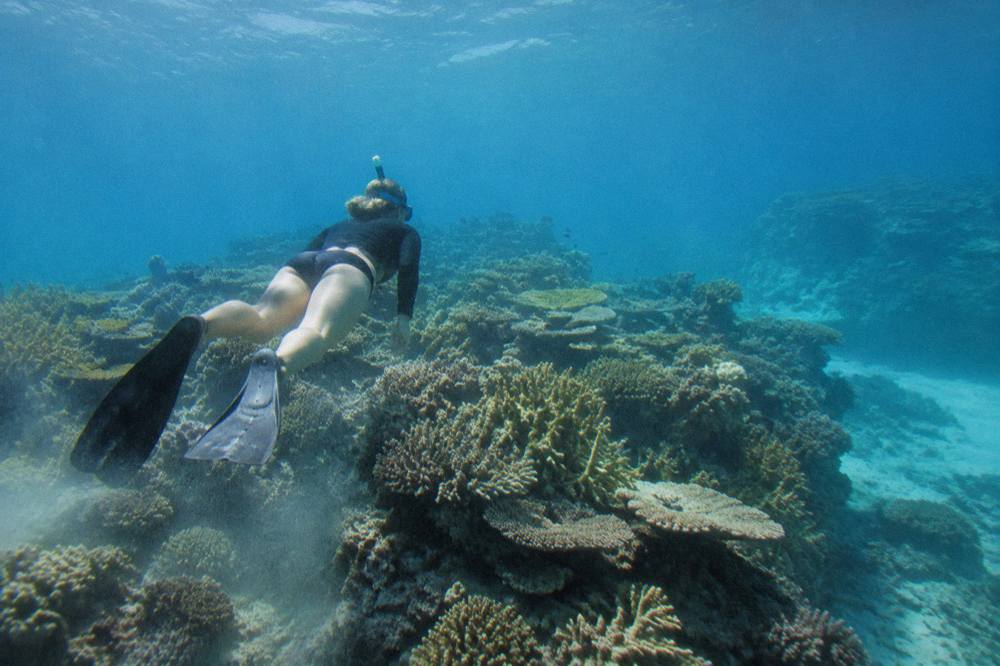 Snorkeller swimming over a coral bommie in clear tropical water