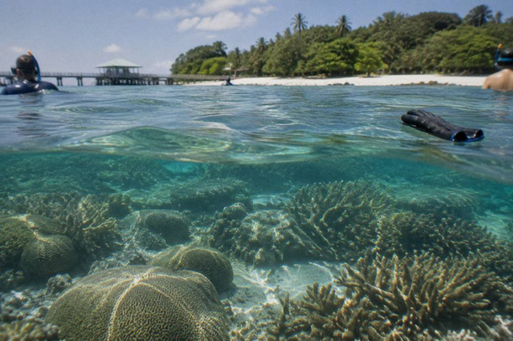 Snorkelling water above a shallow coral garden with sunlight on the surface